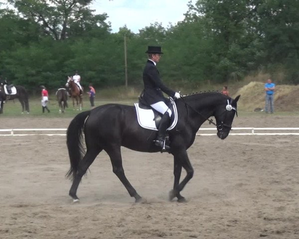 Reitturnier Gardelegen 2019