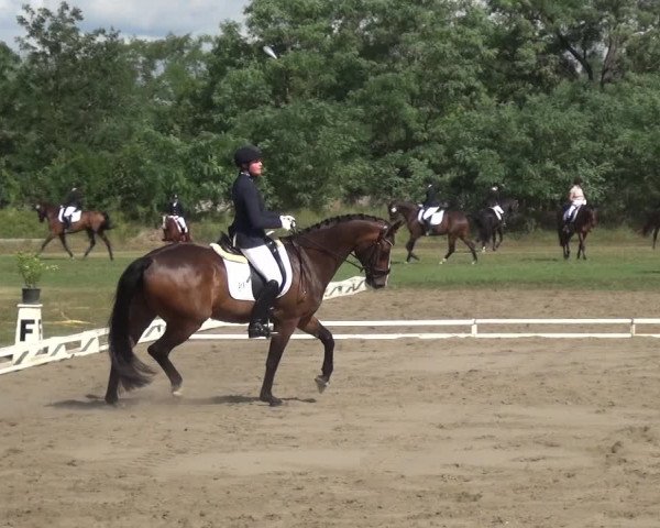 Reitturnier Gardelegen 2019