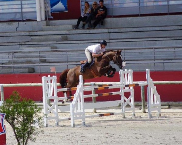jumper Athos D'Elle (Selle Français, 2010, from Apache d'Adriers)