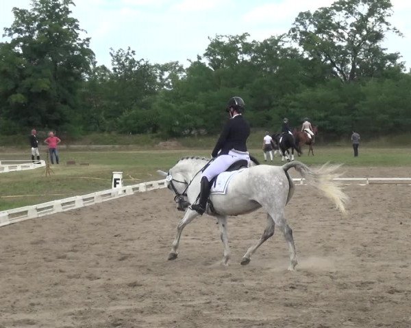Reitturnier Gardelegen 2019