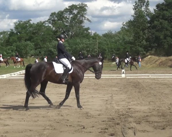Reitturnier Gardelegen 2019
