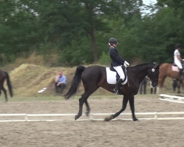 Reitturnier Gardelegen 2019