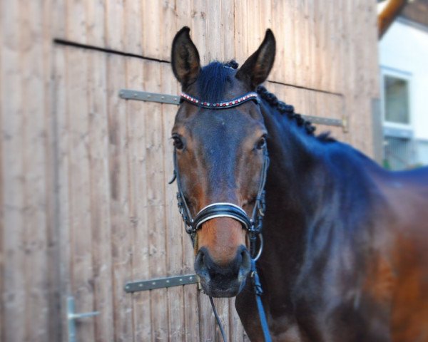 Cavallo da salto Ricarda 303 (Oldenburger, 2004, di Rosario 37)