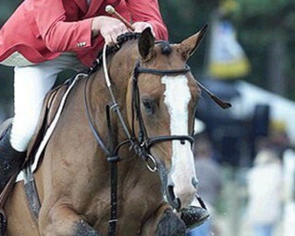 broodmare Istria d'Elle (Selle Français, 1996, from Double D'Elle)