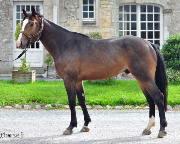 horse Unico d'Elle (Selle Français, 2008, from Magic D'Elle)