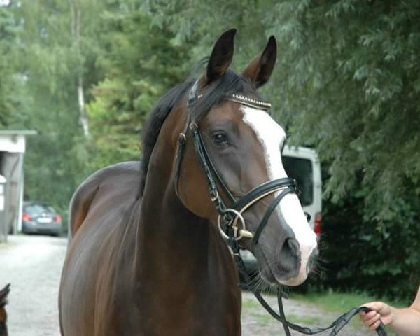 broodmare B-claire de lune (Holsteiner, 2009, from Ab 19 Chepetto)