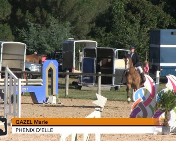 horse Phenix d'Elle (Selle Français, 2003, from J'ai l'Espoir d'Elle)