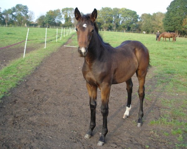 horse Typhon de Mazin (Selle Français, 2007, from Dollar du Murier)