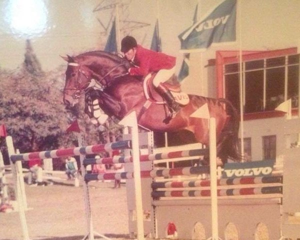 stallion Vallon Rouge (Selle Français, 1987, from Onyx IV)