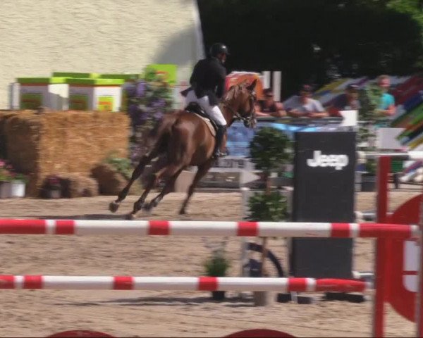 Reitturnier Görlitz 2019