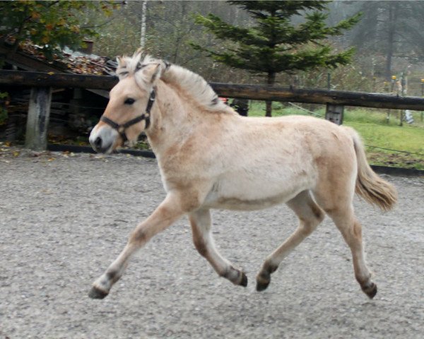 Pferd Kantago (Fjordpferd, 2016, von Kalino)