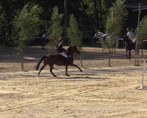 Reitturnier Neunkirchen-Salchendorf 2019