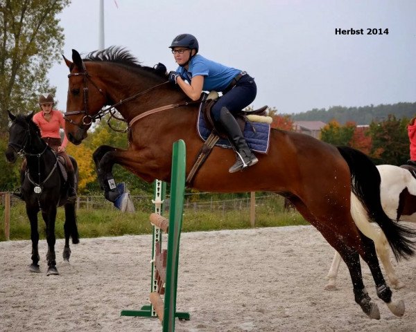 Springpferd Chacco's Power (Hannoveraner, 2007, von Chacco-Blue)