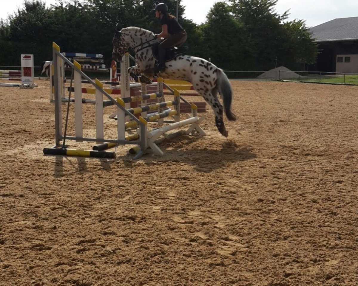 Cavallo da salto Napoleon 445 (sconosciuto, 2009)