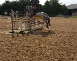 jumper Napoleon 445 (unknown, 2009)
