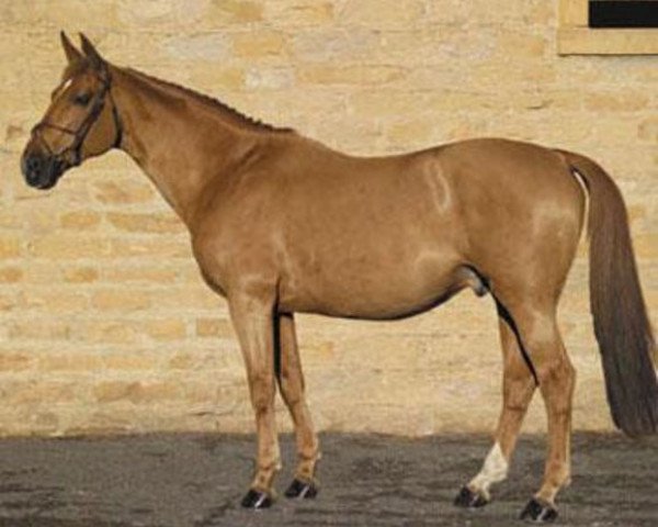 stallion Bleu Blanc Rouge II (Selle Français, 1989, from Qualisco III)