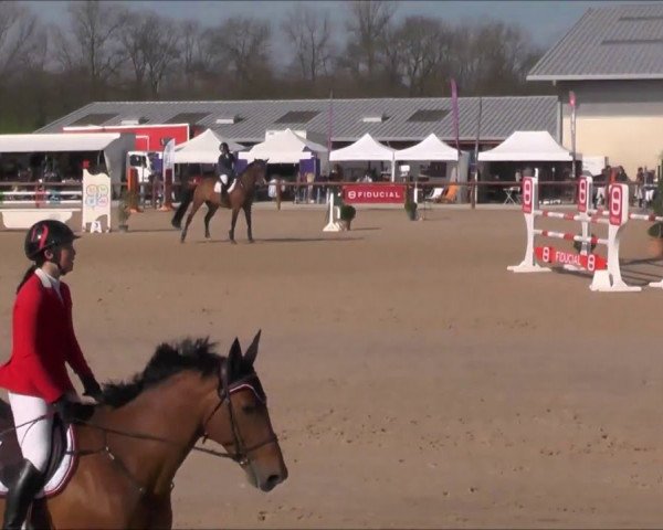 horse Typhon de Bataillard (Selle Français, 2007, from Bleu Blanc Rouge II)
