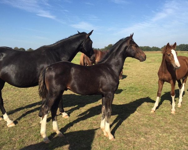 horse Liquid Air F (KWPN (Royal Dutch Sporthorse), 2016, from Air Jordan Z)