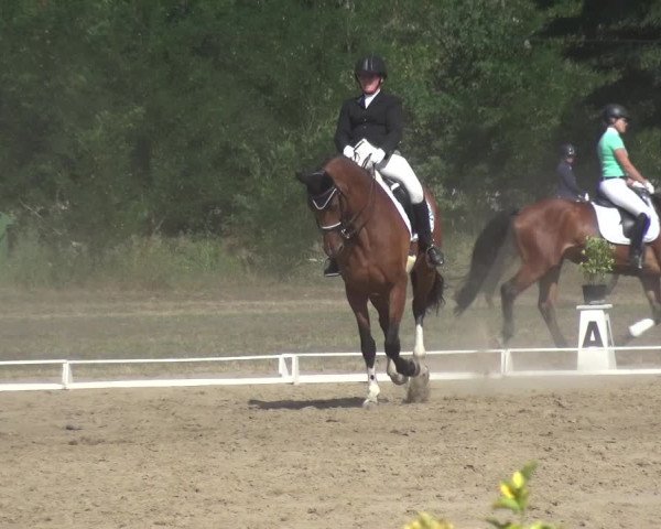 Reitturnier Gardelegen 2019