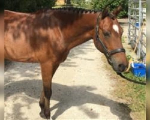 dressage horse Holsteins Galan (German Riding Pony, 2009, from Holsteins Gentleman)