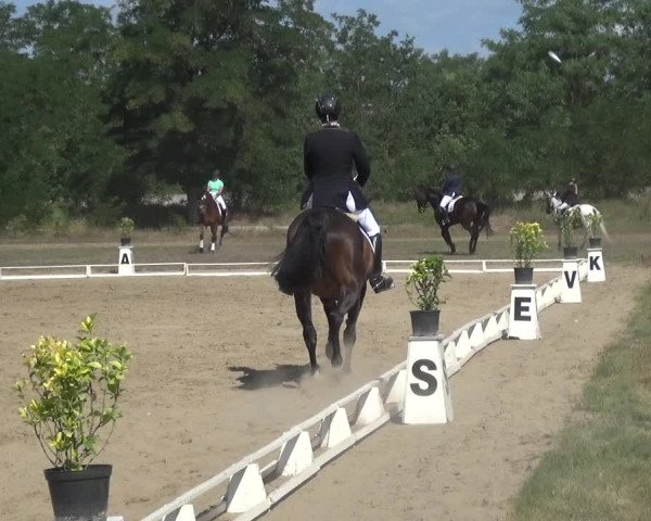 Reitturnier Gardelegen 2019