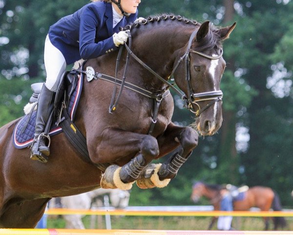 dressage horse Deja vue 10 (Oldenburg, 2000, from De Niro)