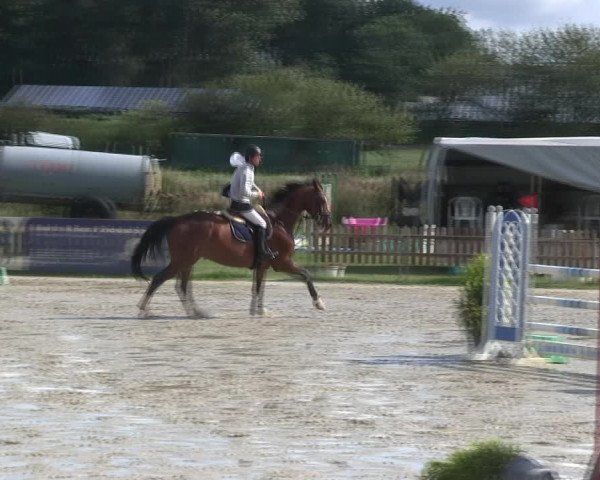 Reitturnier Schülp / Rendsburg 2019