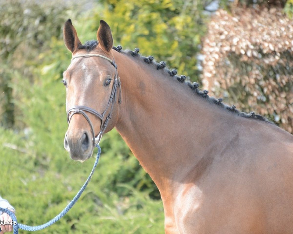 stallion Heavy Metal (KWPN (Royal Dutch Sporthorse), 2012, from Eldorado van de Zeshoek)