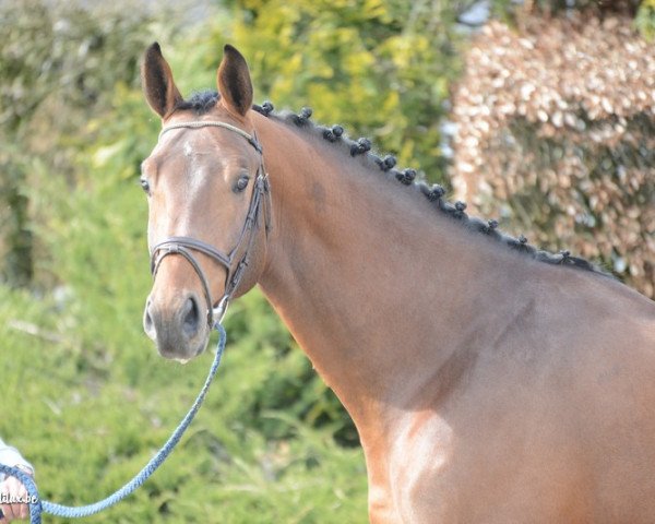 stallion Heavy Metal (KWPN (Royal Dutch Sporthorse), 2012, from Eldorado van de Zeshoek)