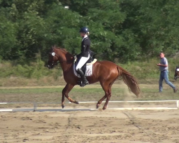 Reitturnier Gardelegen 2019
