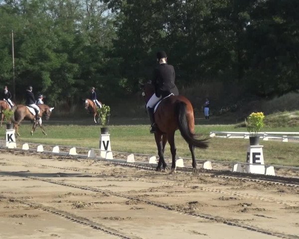 Reitturnier Gardelegen 2019