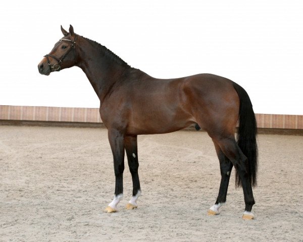 stallion Helios VDT (KWPN (Royal Dutch Sporthorse), 2012, from Numero Uno)