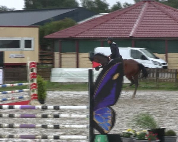 Reitturnier Schülp / Rendsburg 2019
