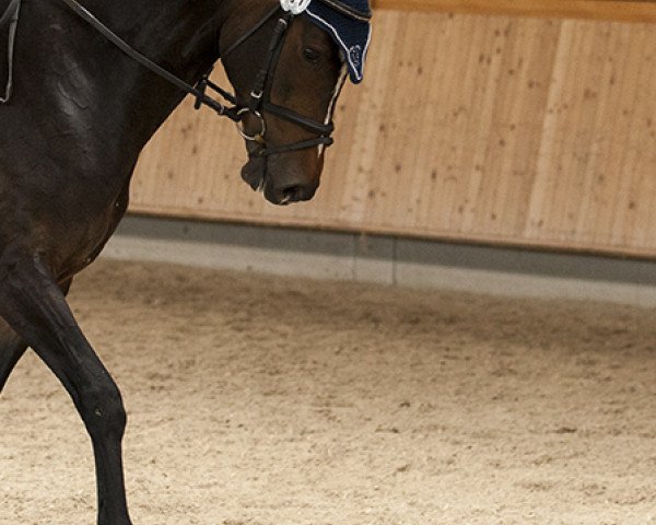 jumper Coco Chanel S 3 (German Sport Horse, 2008, from Con Sherry)