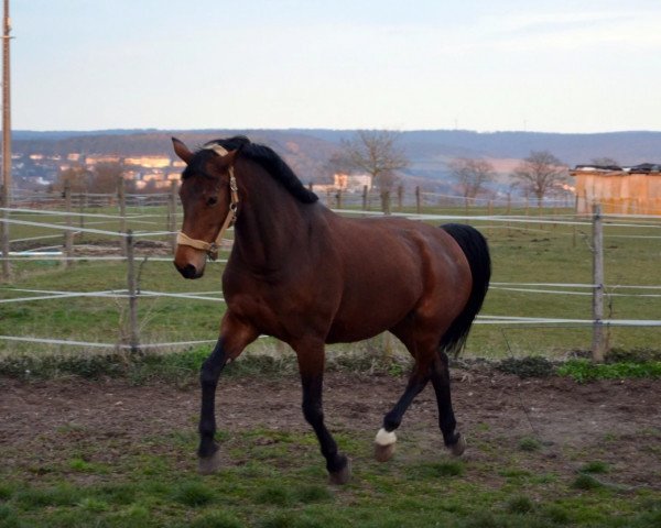 jumper Little Sunshine (Württemberger, 2000, from Le Champion)