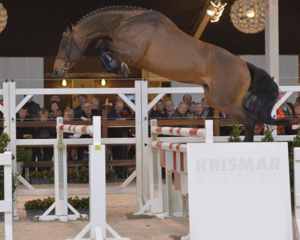 stallion Qardinal de Chandor Z (Zangersheide riding horse, 2011, from Quaprice Z)