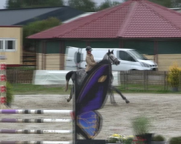 Reitturnier Schülp / Rendsburg 2019