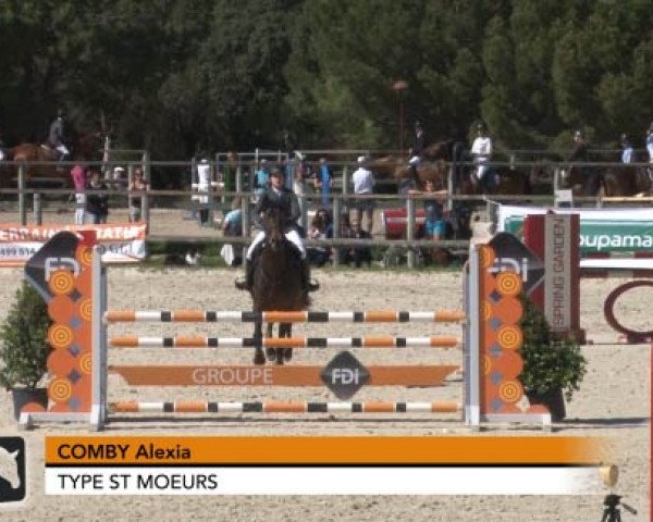 horse Type St Moeurs (Selle Français, 2007, from L'Arc de Triomphe)