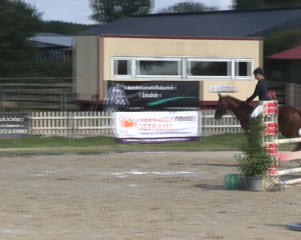 Reitturnier Schülp / Rendsburg 2019