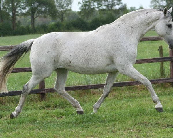 Égua reprodutora Saskia (KWPN (Sangue Quente Holandês), 1999, de Corland)