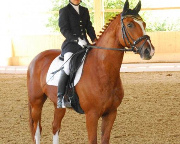 Dressurpferd Highlander 83 (Württemberger, 2005, von His Highness)