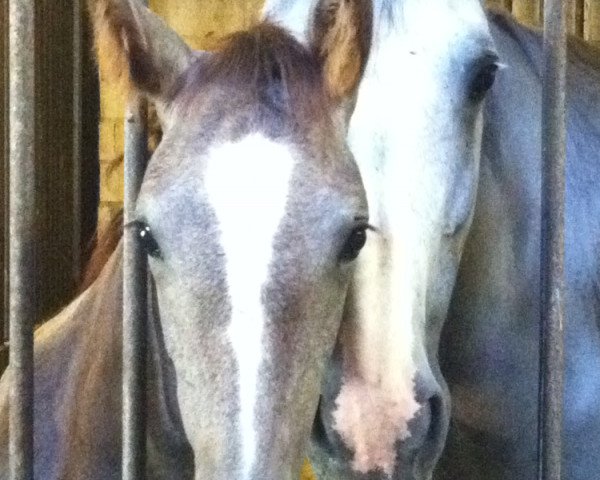 broodmare Lucy Mae (Oldenburg, 2001, from Landor S)