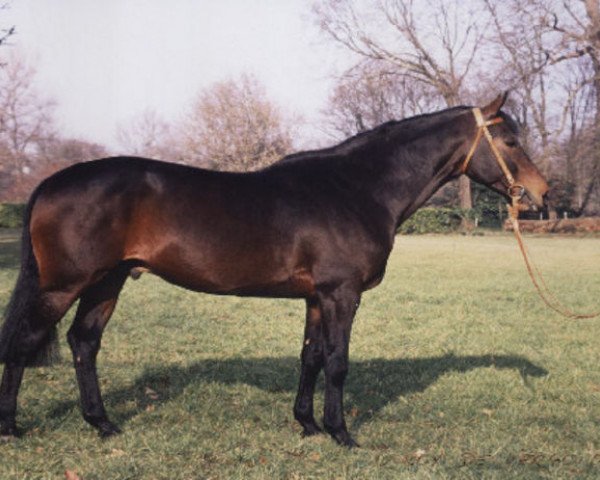 stallion Roy de Vergoignan AA (Anglo-Arabs, 1983, from Garde Coeur xx) stallion Roy de Vergoignan AA (Anglo-Arabs, 1983, from Garde Coeur xx)