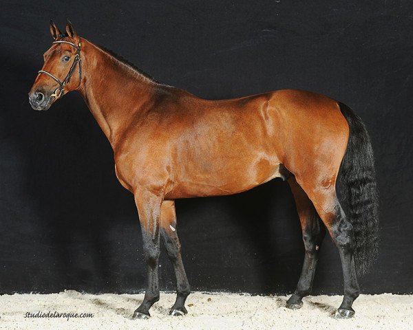 Deckhengst Tycoon D'Argences (Selle Français, 2007, von Canturo)