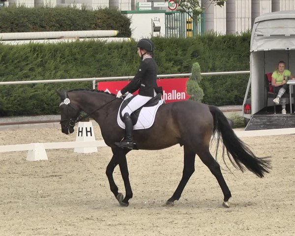 Reitturnier Durmersheim-Hardt 2019
