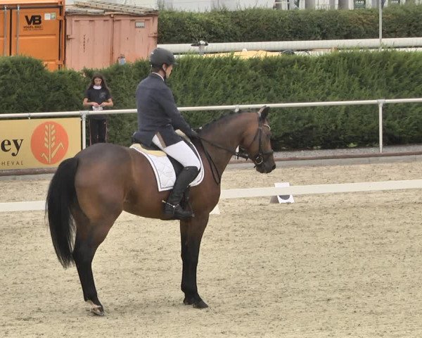 Reitturnier Durmersheim-Hardt 2019