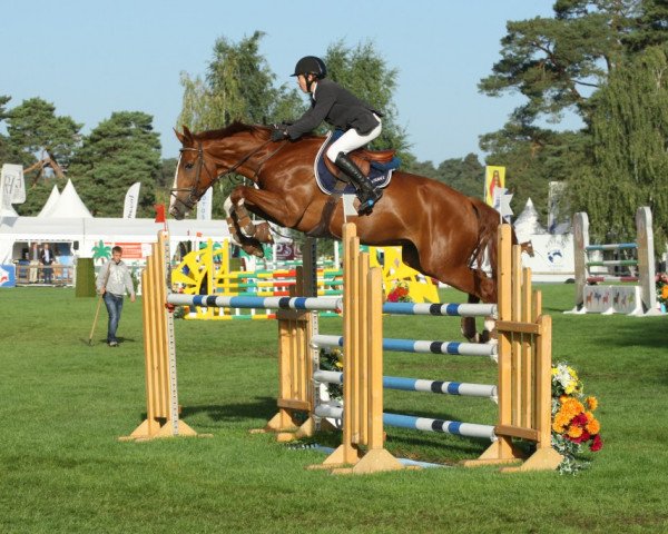 jumper Tyboy (Selle Français, 2007, from Oncle Pol Hn)