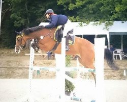 Springpferd Contessa di cuori (Dänisches Warmblut, 2009, von Cosmeo)