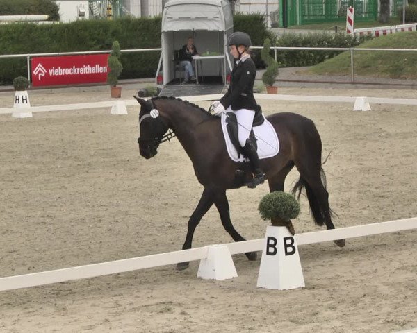 Reitturnier Durmersheim-Hardt 2019