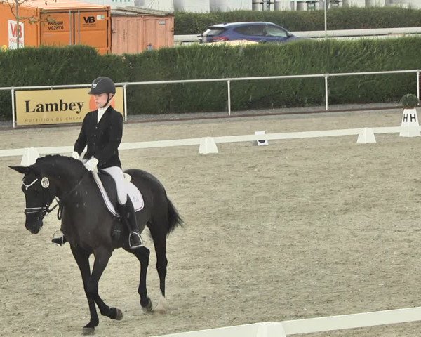 Reitturnier Durmersheim-Hardt 2019